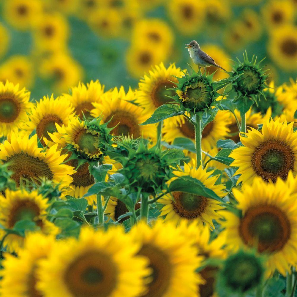 Õnnitluskaart Sunflower Songbird