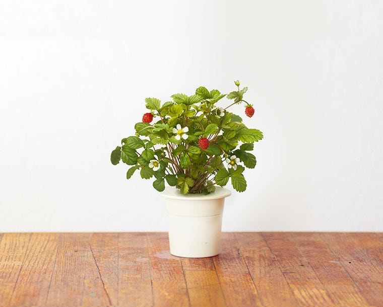 CLICK & GROW: 3 TAIMEKASSETTI, METSMAASIKAS