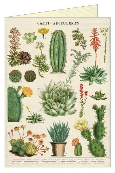 Õnnitluskaart Cacti & Succulents