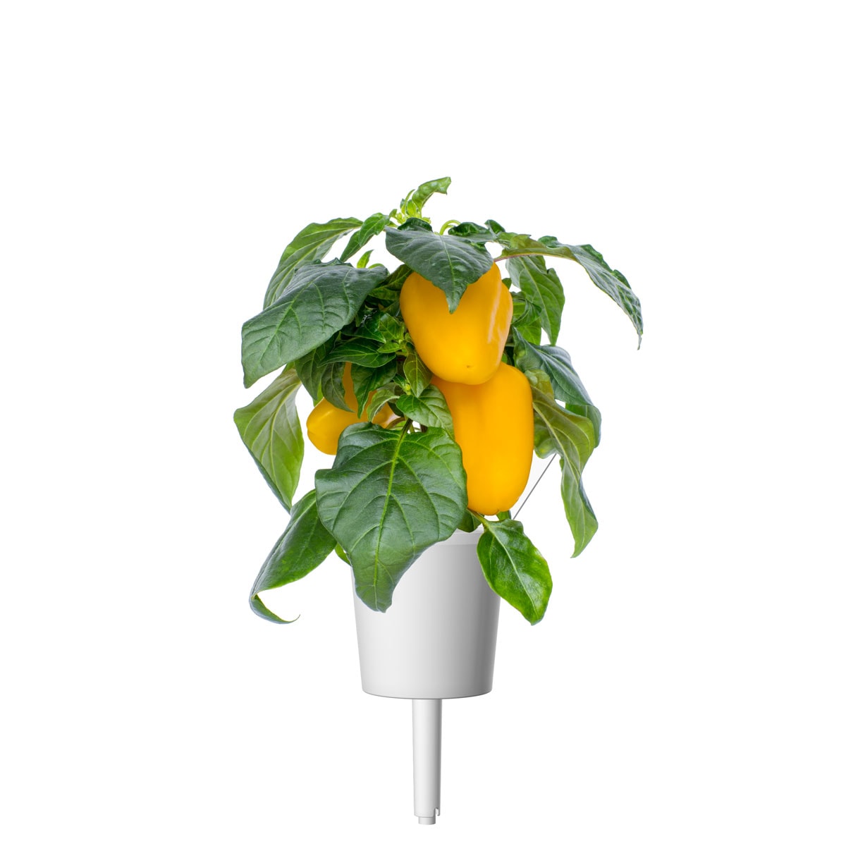 Click & Grow: 3 taimekassetti, kollane paprika