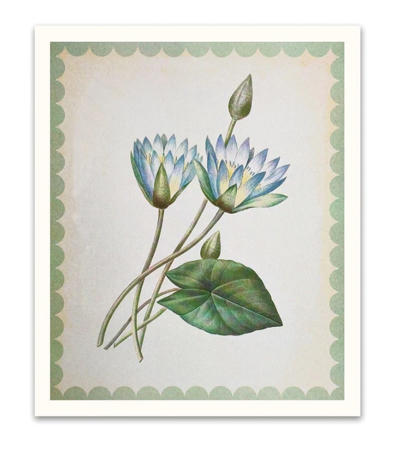 Seinapilt Nymphaea-Caerulea, 30x25cm