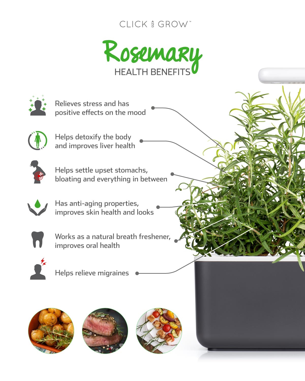 CLICK & GROW: 3 TAIMEKASSETTI, ROSMARIIN