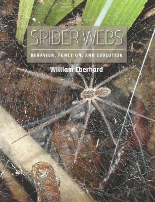 SPIDER WEBS