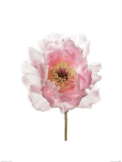 POSTER ALYSON FENNELL - CHAMPAGNE PINK PEONY, 60X80