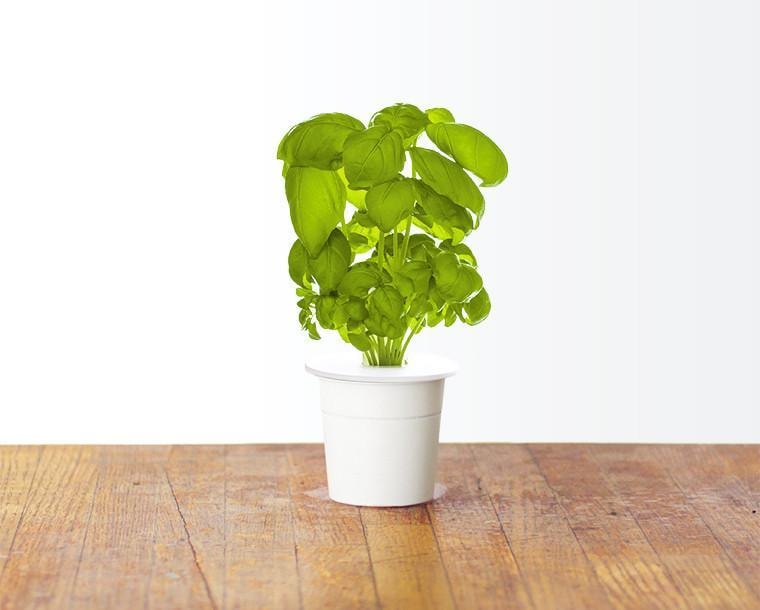 CLICK & GROW: 3 TAIMEKASSETTI, BASIILIK