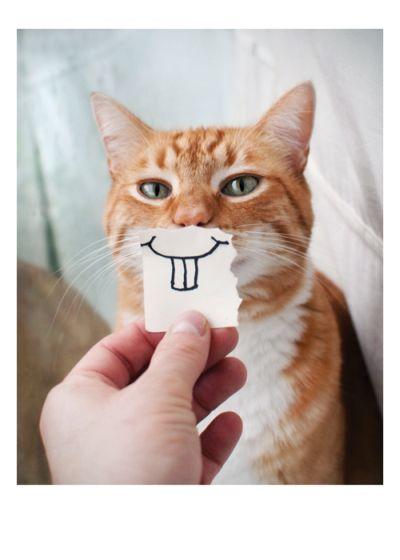Õnnitluskaart Smiling Cat
