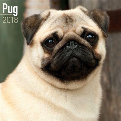 2018 Seinakalender Pug