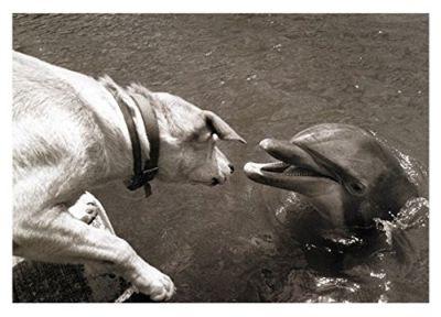 Õnnitluskaart Dog & Dolphin
