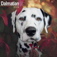 2024 seinakalender Dalmatian, 30x30cm